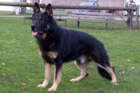 V Zasko vom Prielberg (Imp BEL) SchH.3 Kkl.1 DNA - Frozen Semen