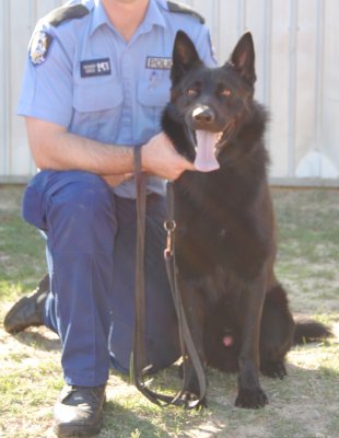 Prison K9 Gev - Frozen Semen