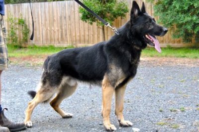 Reko von Heisenberg (Chicco) IPO.1 - Frozen Semen