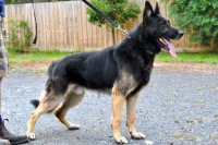 Reko von Heisenberg (Chicco) IPO.1 - Frozen Semen