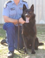 Prison K9 Gev - Frozen Semen