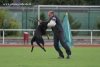V Drago vom Patriot (GMY) SchH.3 - Frozen Semen