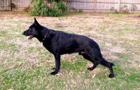 Illas vom Haus Sevens (Imp BEL) IPO.3 - Frozen Semen