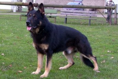 V Zasko vom Prielberg (Imp BEL) SchH.3 Kkl.1 DNA - Frozen Semen