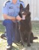 Prison K9 Gev - Frozen Semen