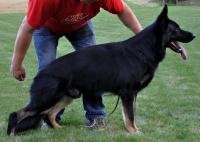 V Drago vom Patriot (GMY) SchH.3 - Frozen Semen