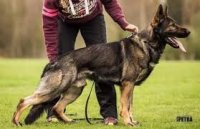 V Pepper von Kap Karthago (Imp BEL) SchH.3 - Frozen Semen