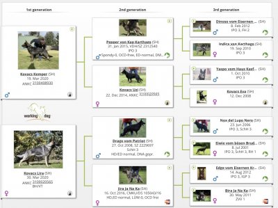 Kovacs Kemper x Kovacs Lira